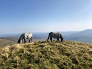 Wild ponies on slopes of Pen yr Helgi Du (Carneddau range)